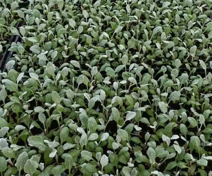 銀葉菊(穴盤苗)